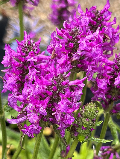 Stachys maxima