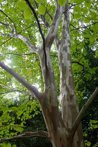 Stewartia pseudocamellia