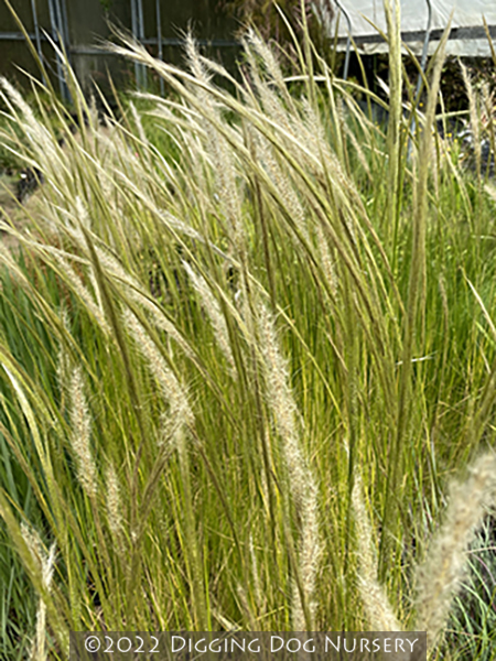 Stipa ichu