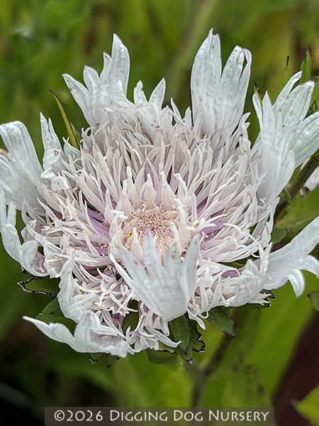 Stokesia laevis ‘Alba’