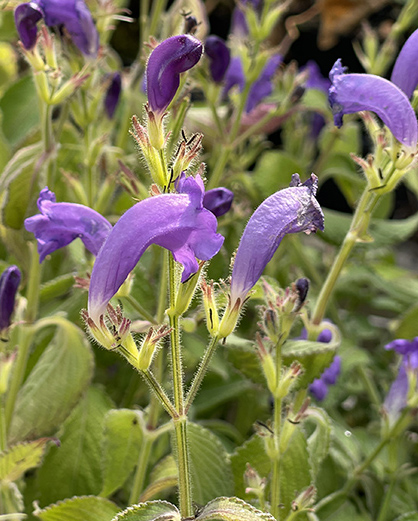 Strobilanthes attenuata