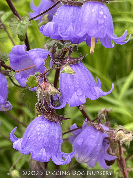 Symphyandra zangezura