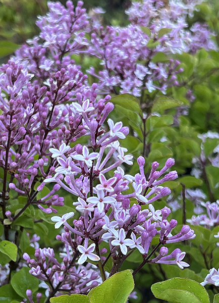 Syringa ‘Jose’