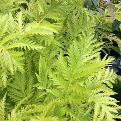 Tanacetum vulgare ‘Isla Gold’