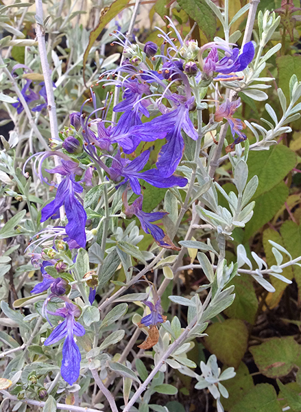 Teucrium fruticans Azureum