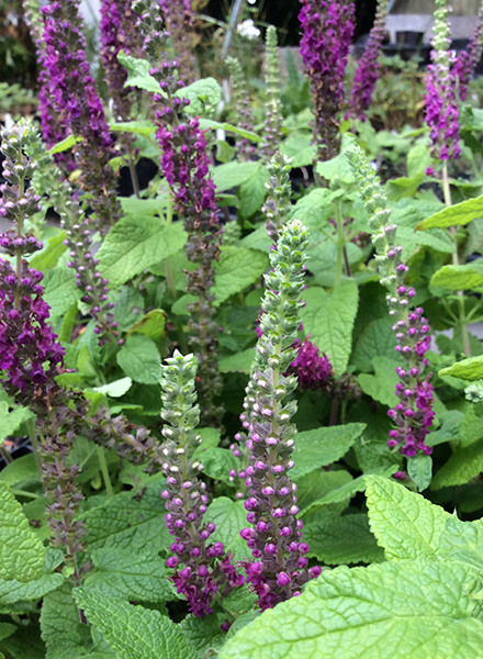 Teucrium hyrcanicum ‘Purple Tails’