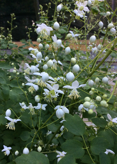 Thalictrum delavayi Album