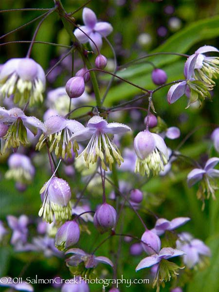 Thalictrum delavayi Hewitts Double