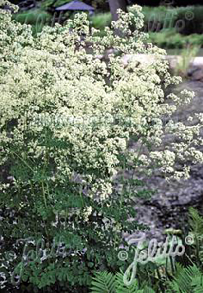 Thalictrum polygamum