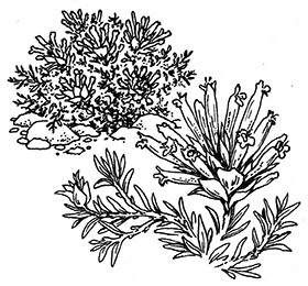 Thymus longiflorus