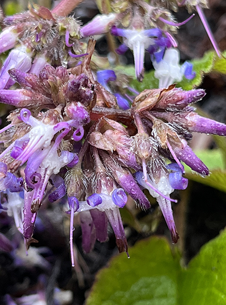 Trachystemon orientalis