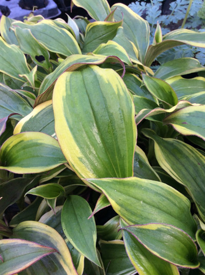 Tricyrtis formosana Autumn Glow