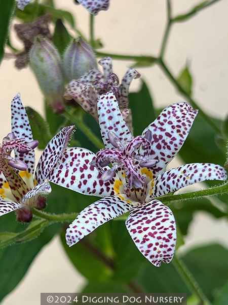 Tricyrtis ‘Blue Wonder’