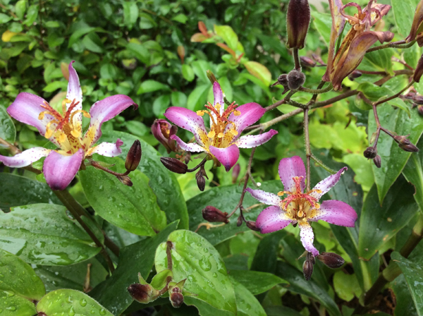 Tricyrtis ‘Taipei Silk’