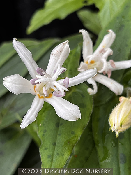 Tricyrtis White Towers
