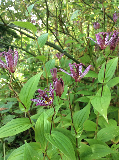 Tricyrtis lasiocarpa