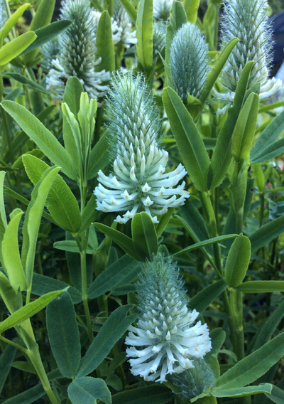 Trifolium rubens Frosty Feathers