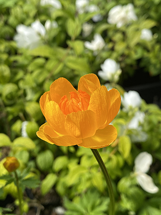 Trollius cultorum Orange Crest