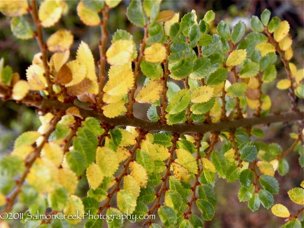 Ulmus parvifolia Seiju