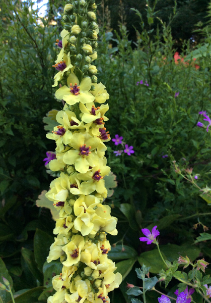 Verbascum chaixii ‘Sixteen Candles’