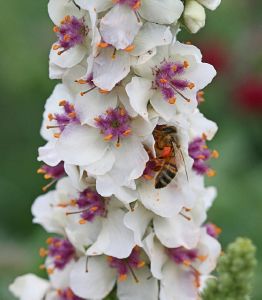 Verbascum chaixii ‘Wedding Candles’