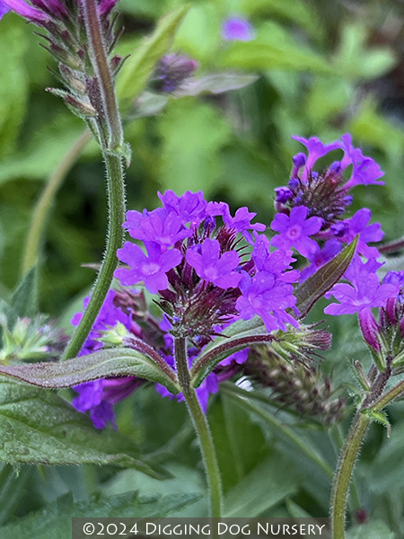 Verbena rigida Santos