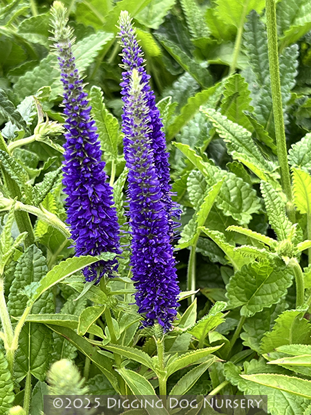 Veronica spicata ‘Royal Candles’