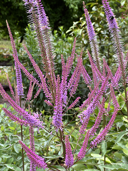 Veronicastrum virginicum Adoration