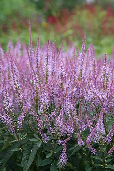 Veronicastrum virginicum ‘Adoration’