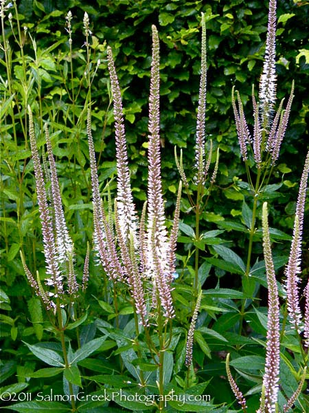 Veronicastrum virginicum ‘Erica’