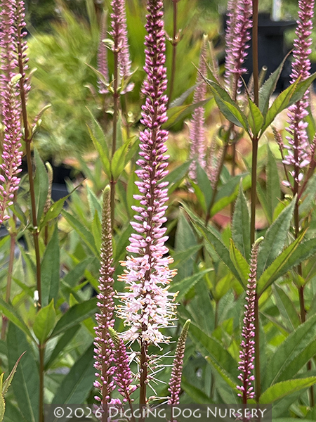 Veronicastrum virginicum f. roseum Pink Glow