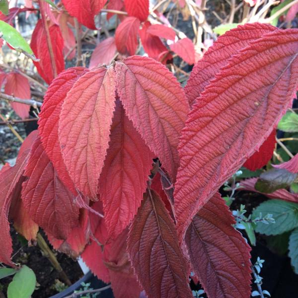 Viburnum plicatum ‘Shasta’