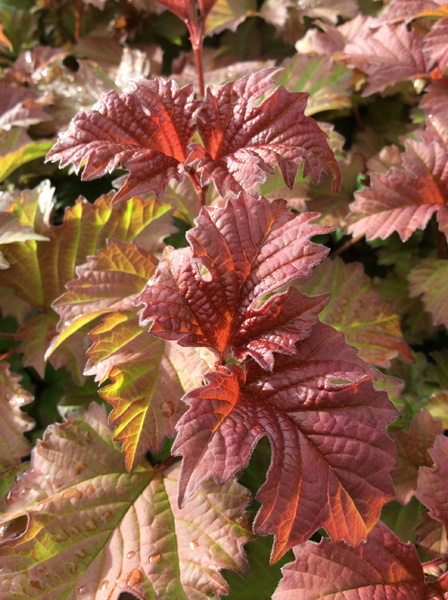 Viburnum opulus ‘Smnvodr’