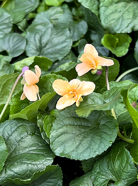 Viola odorata