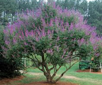 Vitex agnus-castus ‘Shoal Creek’