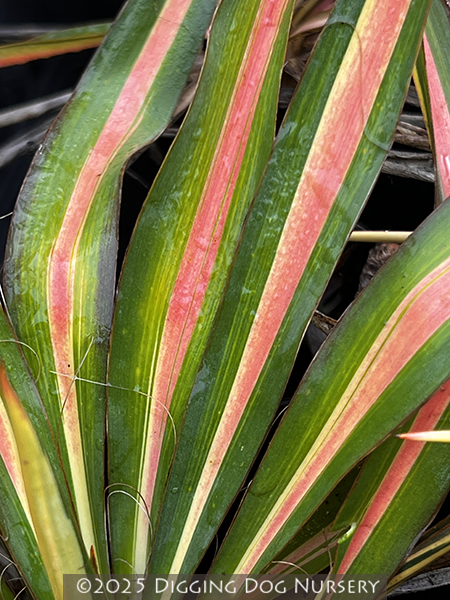 Yucca filamentosa ‘Color Guard’