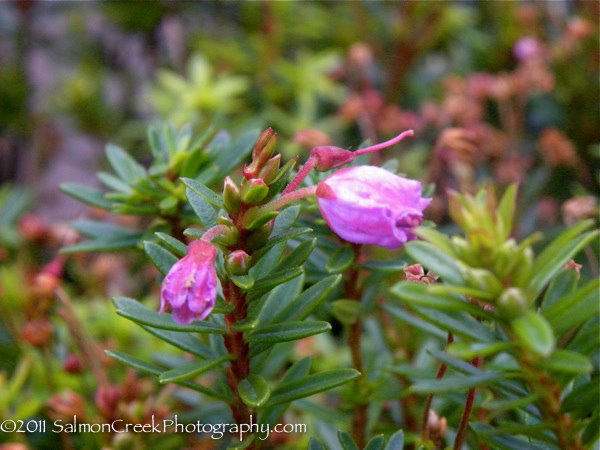 x Phylliopsis ‘Sugar Plum’