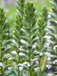 <i>Acanthus mollis</i> ‘Rue Ledan’