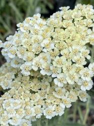 <i>Achillea</i> ‘Alabaster’