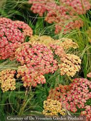 <i>Achillea</i> ‘Apricot’