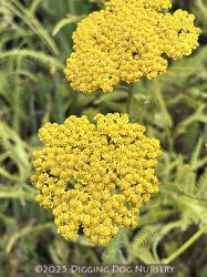 <i>Achillea</i> x ‘Coronation Gold’