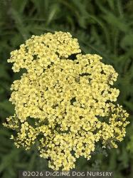<i>Achillea</i> &lsquo;Hella Glashoff&rsquo;