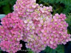 Achillea millefolium ‘Pretty Belinda’ at Digging Dog Nursery