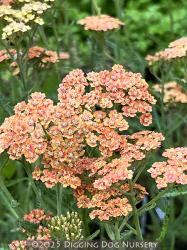 <i>Achillea</i> &lsquo;Sawa Sawa&rsquo;