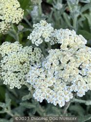 <i>Achillea</i> ‘Taygetea (cream form)’