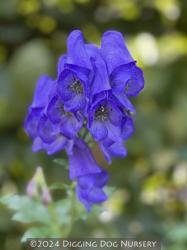 <i>Aconitum carmichaelii</i> &lsquo;Arendsii&rsquo;