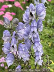 <i>Aconitum</i> x <i>cammarum</i> &lsquo;Stainless Steel&rsquo;