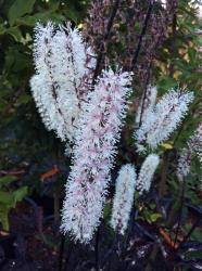 <i>Actaea simplex</i> ‘Brunette’