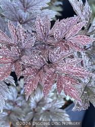 <i>Actaea simplex (Atropurpurea Group)</i> &lsquo;James Compton&rsquo;