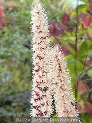 <i>Actaea simplex</i> ‘Pink Spike’